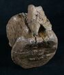 Solid Edmontosaurus (Hadrosaur) Vertebrae - Montana #8453-1